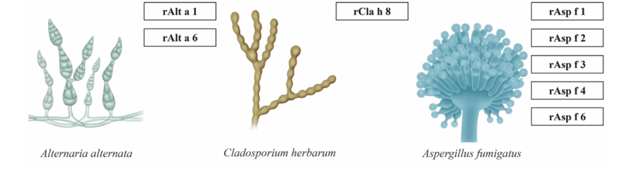 Penészgomba-allergia allergén komponensek