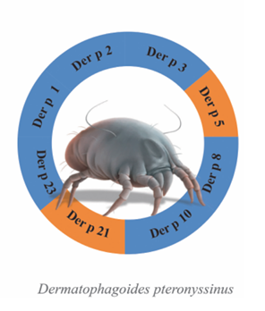 Poratka-allergia der p komponensei poratka allergia kivizsgálása, poratka allergia, porallergia, por allergia, atka allergia tünetei